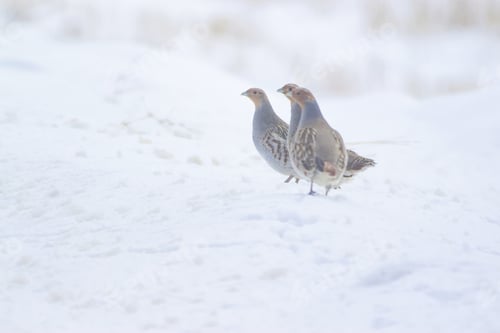 Preview: Winter And Partridges. White Snow Background. Bird: Grey Partridge. Perdix Perdix.