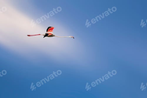 Preview: Flying Flamingos. Blue Sky Background. Isolated Birds: Greater Flamingo. Phoenicopterus Roseus.