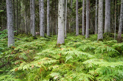 Preview: Old Forest With Moss Covered Trees And Rays Of Sun In Summer