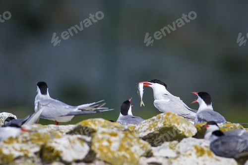 Preview: Cute Bird Tern. Bird Nest. Bird Mating Common Tern Sterna Hirundo