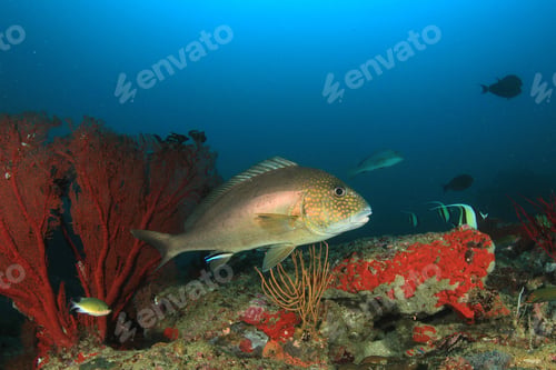 Preview: Sweetlips Fish On Coral Reef Underwater