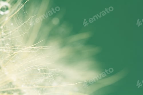 Preview: Dandelion Seeds With Water Drops On Colorful Background