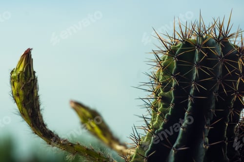 Preview: Cactus Echinopsis Tubiflora