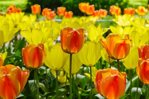 Preview: Spring Blooming Tulip Flowrs Blossom Scene. Tulips In Spring Blooming Garden. Tulip Festival In