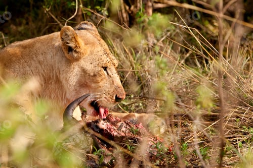 Preview: African Lioness In The Maasai Mara National Park, Kenya