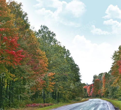 Preview: Road In An Autumn Forest With Colorful Trees. Landscape.