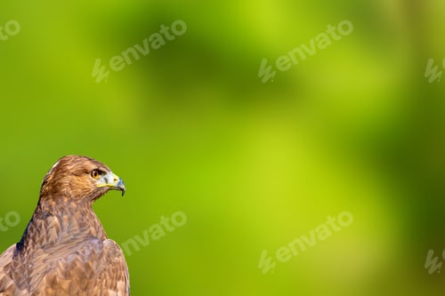 Preview: Bird Portait. Bird Of Prey. Green Natural Background.. Isolated Bird.