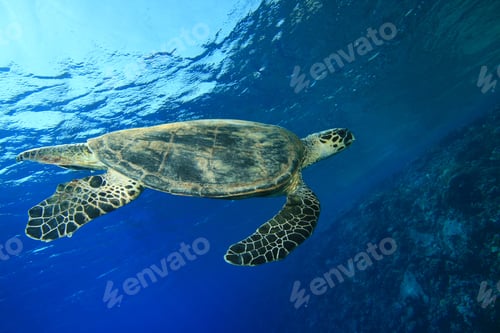Preview: Hawksbill Turtle (Eretmochelys Imbricata)