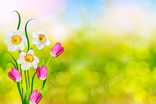 Preview: Bright And Colorful Spring Flowers Daffodils And Tulips