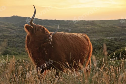 Preview: Scottish Highlander Cow Standing In Field Of Grass In Dune Landscape At Sunset.