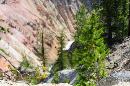 Preview: One Single Tree On The Banks Of The Yellowstone River, Near The Lower Falls Of The Yellowstone