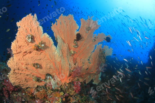 Preview: Underwater Coral Reef In Ocean