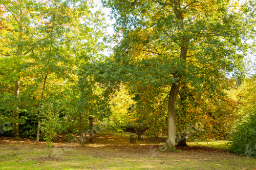 Preview: Autumn Colours Amongst The Trees.
