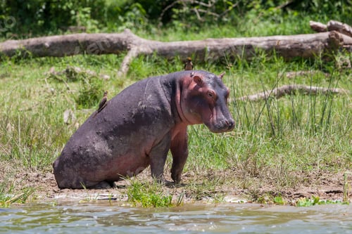 Preview: Hippopotamus At The Kazinga Channel In The Queen Elizabeth National Park, Uganda