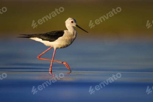Preview: Water Bird. Colorful Nature Background. Bird: Black Winged Stilt. Himantopus Himantopus.