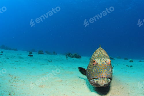 Preview: Coral Grouper Underwater