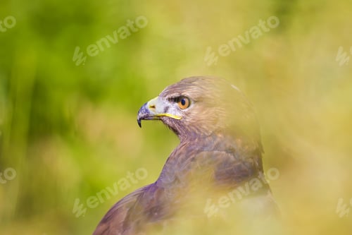 Preview: Hawk Portrait. Green Nature Background Long Legged Buzzard / Buteo Rufinus