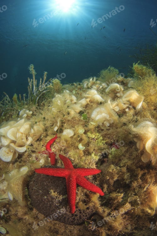 Preview: Red Starfish Underwater Mediterranean Sea Reef