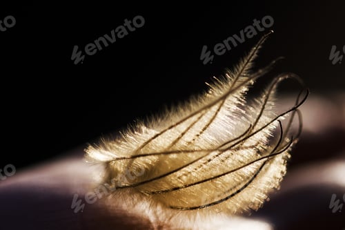 Preview: Beautiful Dried Herbs
