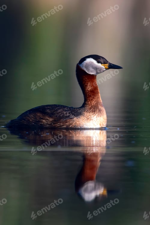 Preview: Swimming Bird. Nature Background. Bird: Red Necked Grebe. Podiceps Grisegena.