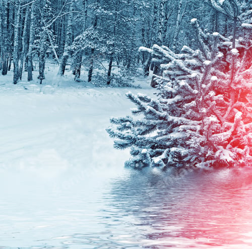 Preview: Frozen Winter Forest With Snow Covered Trees.