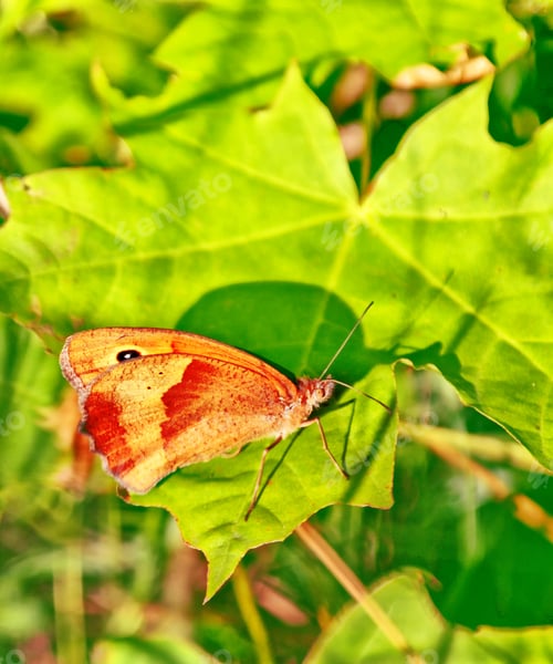 Preview: Insect Butterfly Against The Background Of The Summer Landscape.