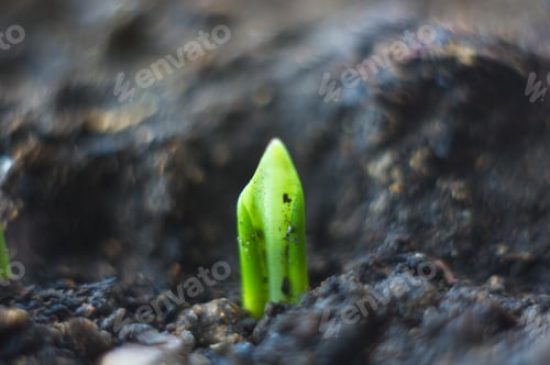 Preview: Growing Little Green Sprouts Of Young Plants In Sunlight