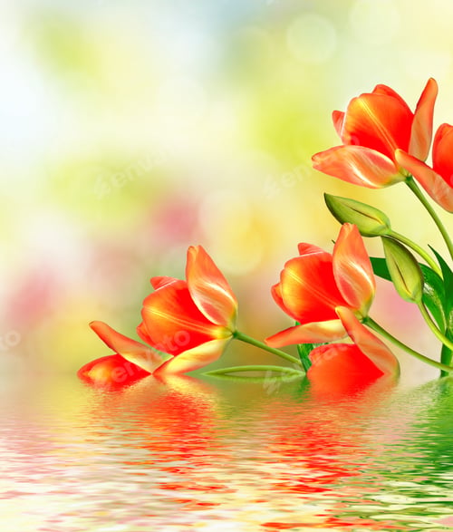 Preview: Spring Landscape. Beautiful Spring Flowers Tulip