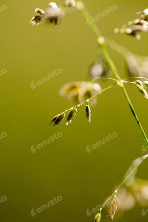 Preview: Green Plants Isolated On Natural Background With Beautiful Bokeh And Contour Light