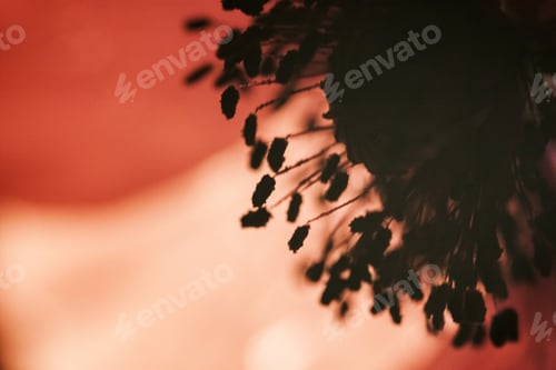 Preview: Abstract Composition With Blurred Poppy Petals
