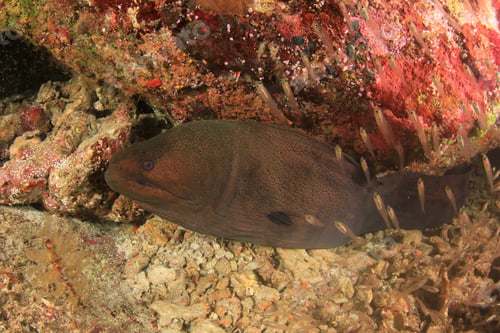 Preview: Giant Moray Eel