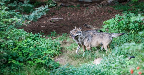 Preview: Gray (Or Grey) Wolves (Canis Lupus) In The Bayerischer Wald National Park In Bavaria, Germany