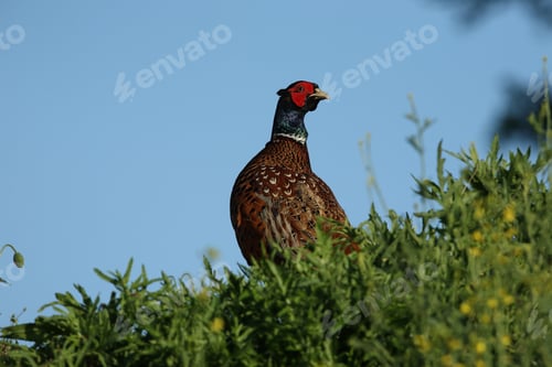 Preview: Common Pheasant (Phasianus Colchicus) Germany