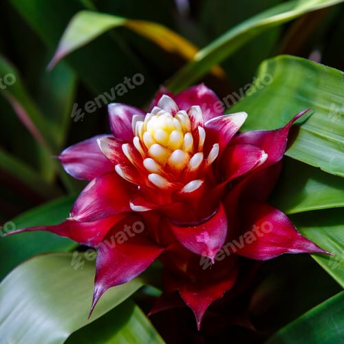 Preview: Flower Of Bromelia (Family: Bromeliaceae, Subfamily: Bromelioideae) Closeup Blooming Flower Plant