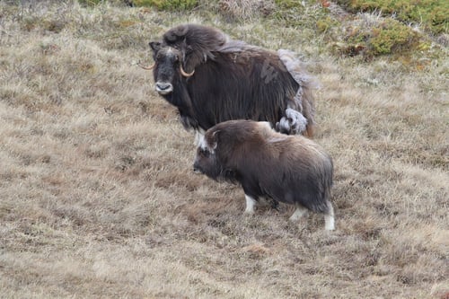 Preview: Muskox In Dovrefjell National Park, Norway