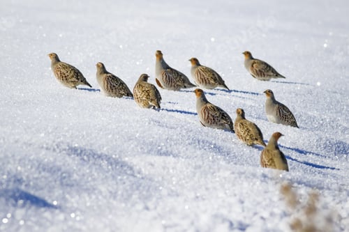 Preview: Partridges. White Snow Background. Bird: Grey Partridge. Perdix Perdix.