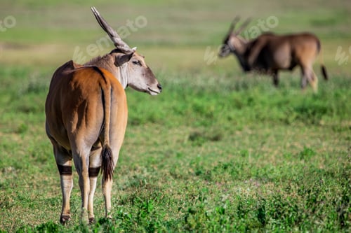 Preview: Huge Male Eland Antelope In The Ngorongoro Crater, Tanzania