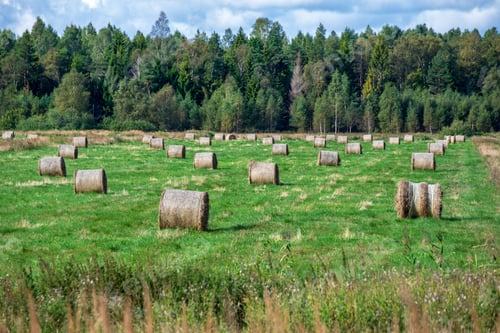Preview: Rolls Of Hay In Green Field Under Blue Sky. Countryside Scenenery In Latvia