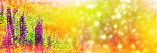Preview: Summer Landscape With Beautiful Bright Lupine Flowers
