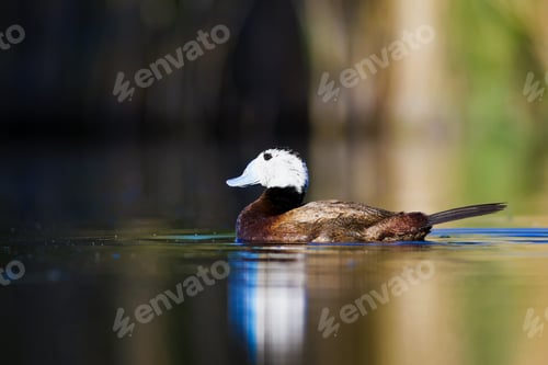 Preview: Swimming Duck. Colorful Nature Background. Bird: White Headed Duck. Oxyura Leucocephala.