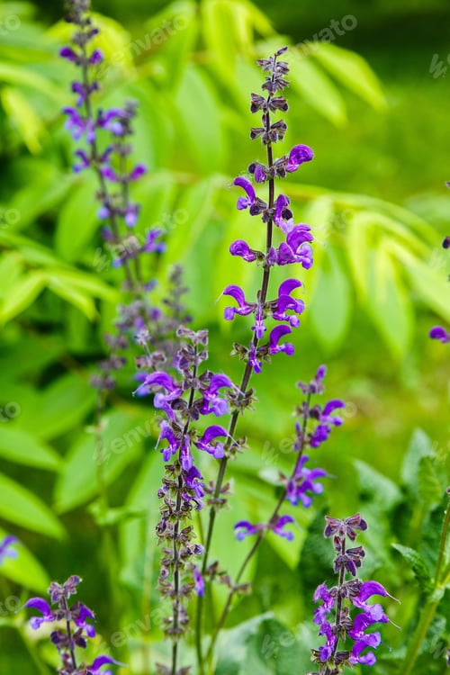Preview: Salvia (Salvia Farinacea) Flowers Blooming In The Garden. Cultivation Of Medicinal Plants In The