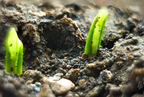 Preview: Growing Little Green Sprouts Of Young Plants In Sunlight