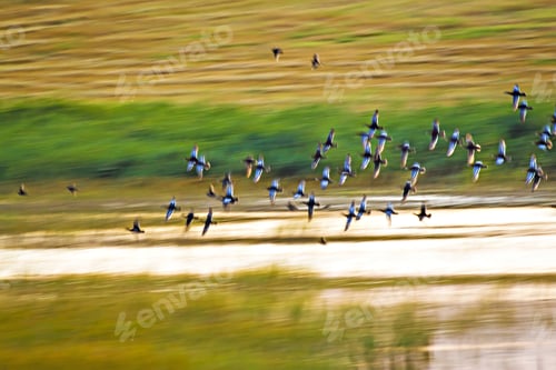 Preview: Flying Birds. Motion Blur Background. Colorful Nature Background.