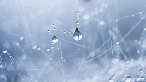 Preview: Abstract Composition From Nature, With Many Beautiful Water Drops On Spiderwebs