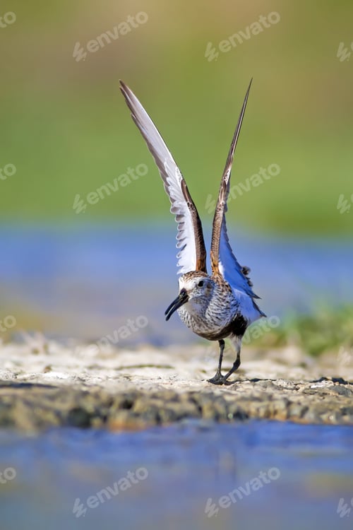 Preview: Water Birds. Colorful Nature Background. Bird: Dunlin. Calidris Alpina.