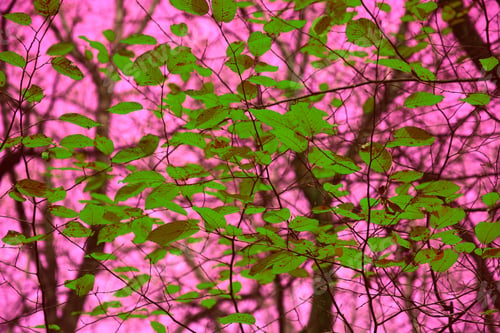 Preview: Forest Wallpaper