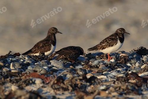 Preview: Ruddy Turnstone (Arenaria Interpres) Helgoland Germany