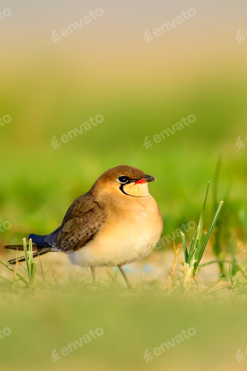 Preview: Cute Bird. Collared Pratincole. Glareola Pratincola