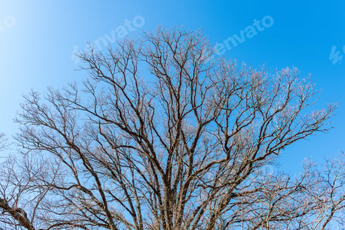 Preview: Single Isolated Large Big Tree In Nature Environment With Huge Trunk And Foliage Around
