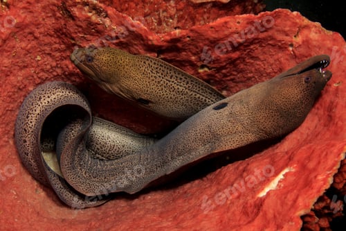 Preview: Pair Giant Moray Eels In Barrel Sponge